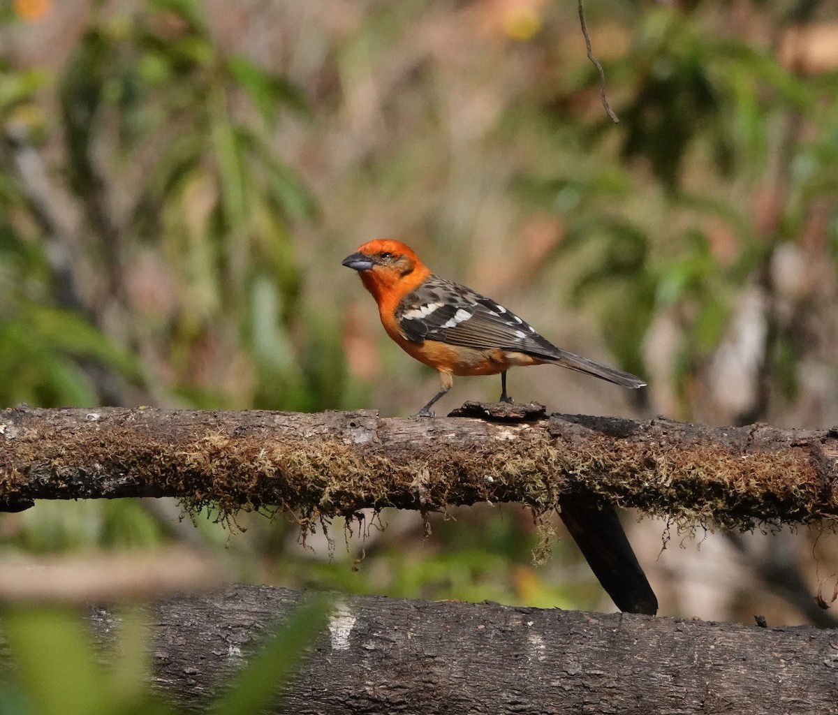 Piranga à dos rayé - ML615416610