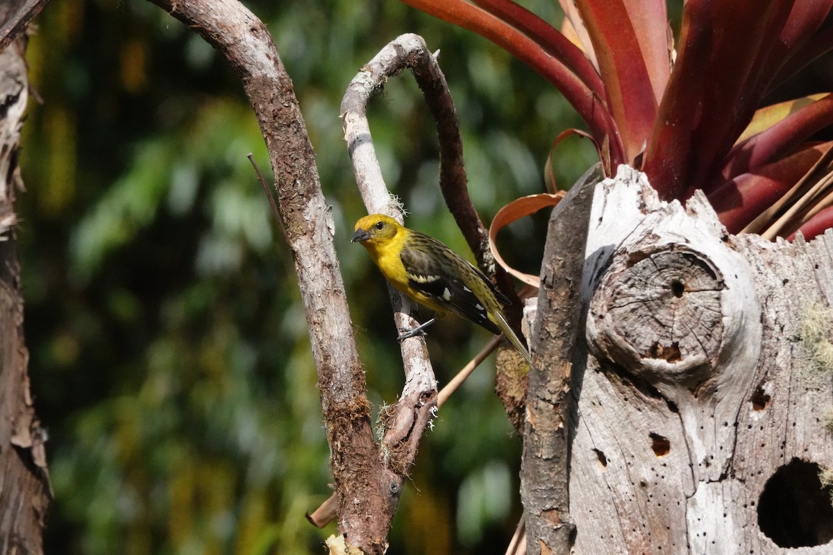 Flame-colored Tanager - Susan Knoerr