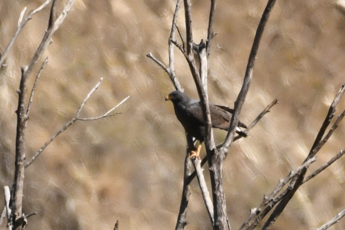 Чёрный крабоед (anthracinus/utilensis) - ML615416622
