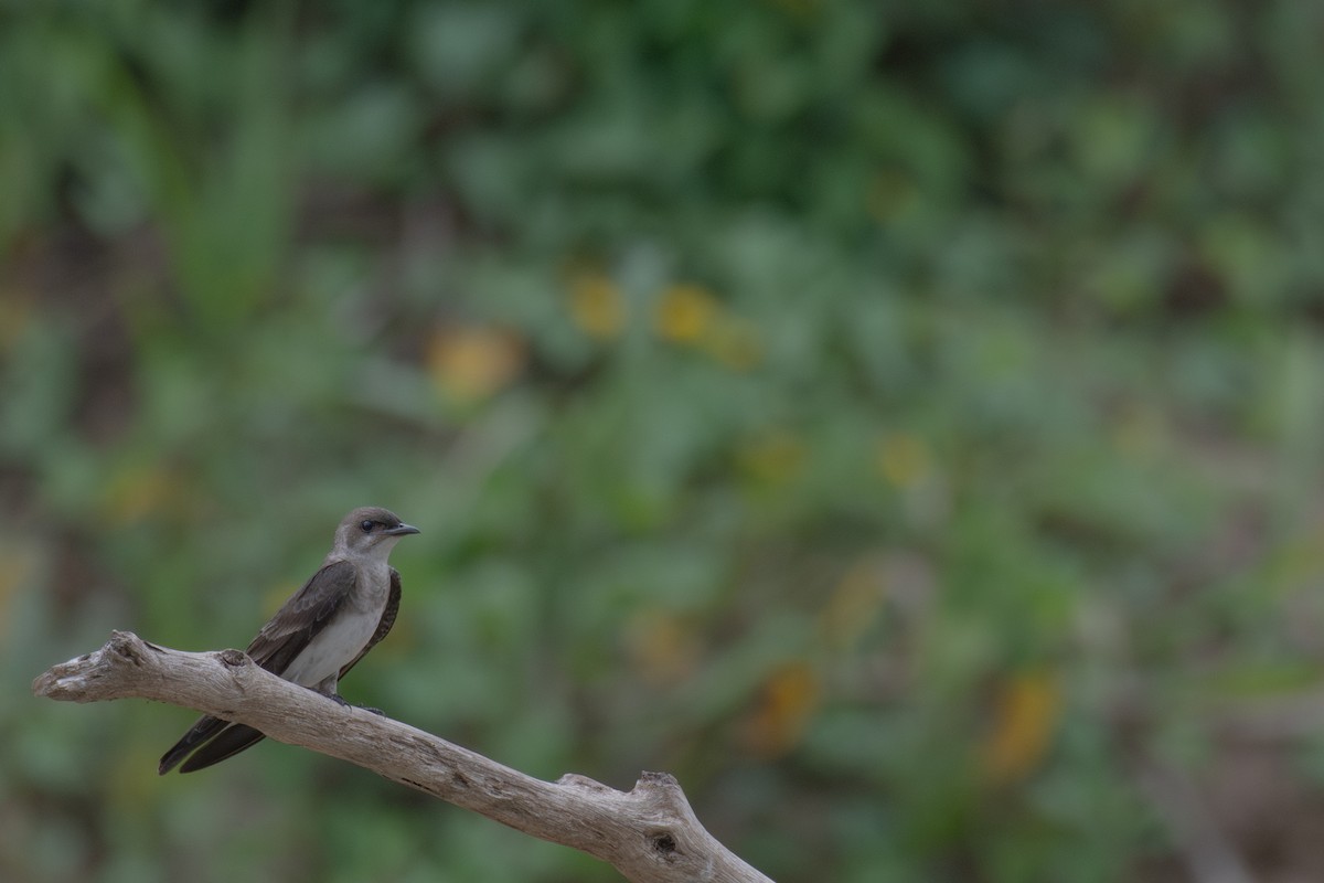 Brown-chested Martin - ML615416646