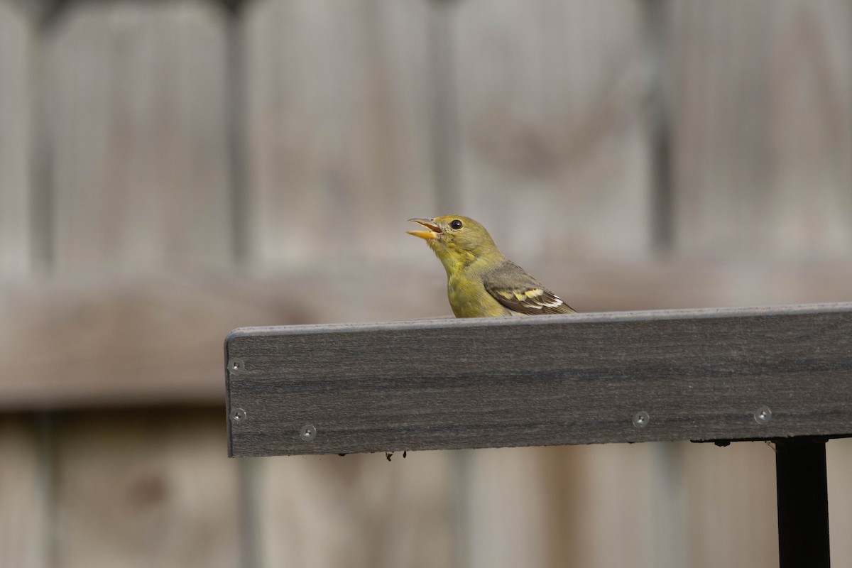 Western Tanager - ML615416654