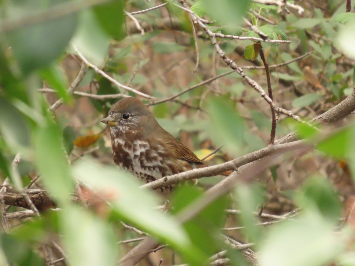 Fox Sparrow - Steven Lima