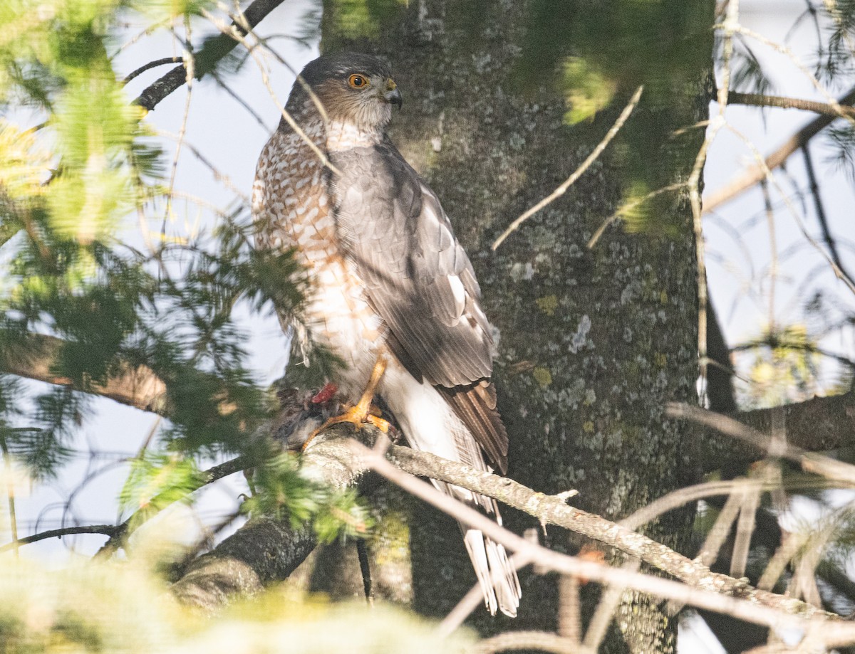 Sharp-shinned Hawk - ML615416687