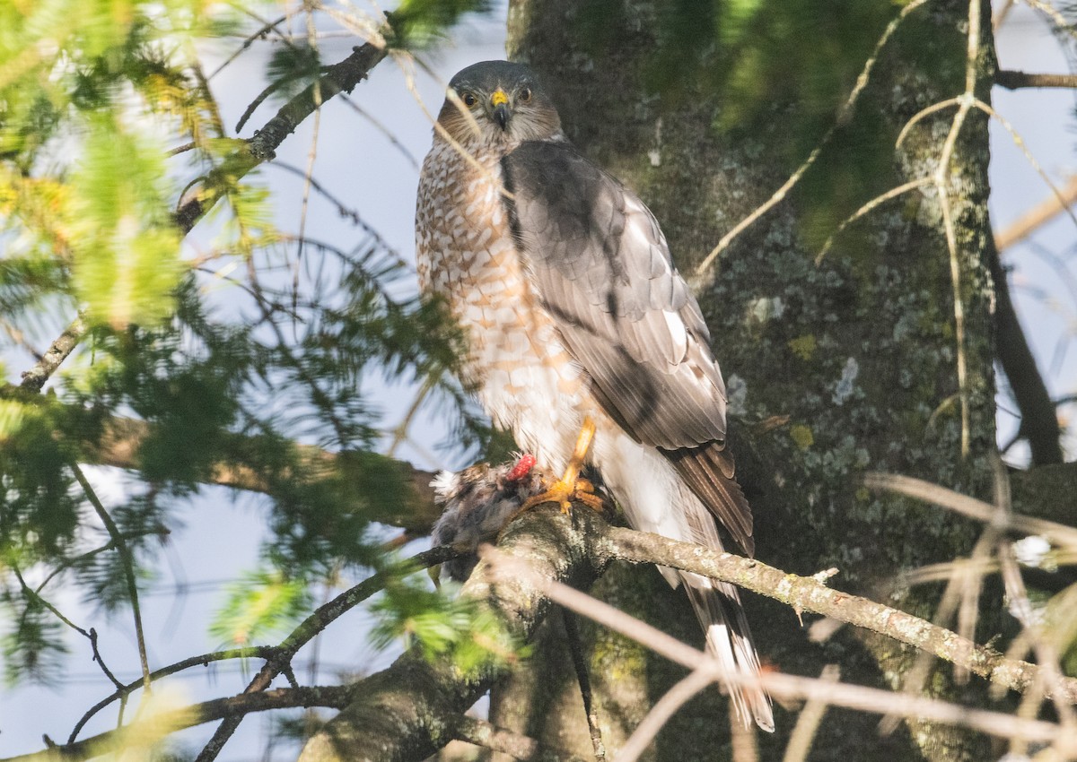 Sharp-shinned Hawk - ML615416688