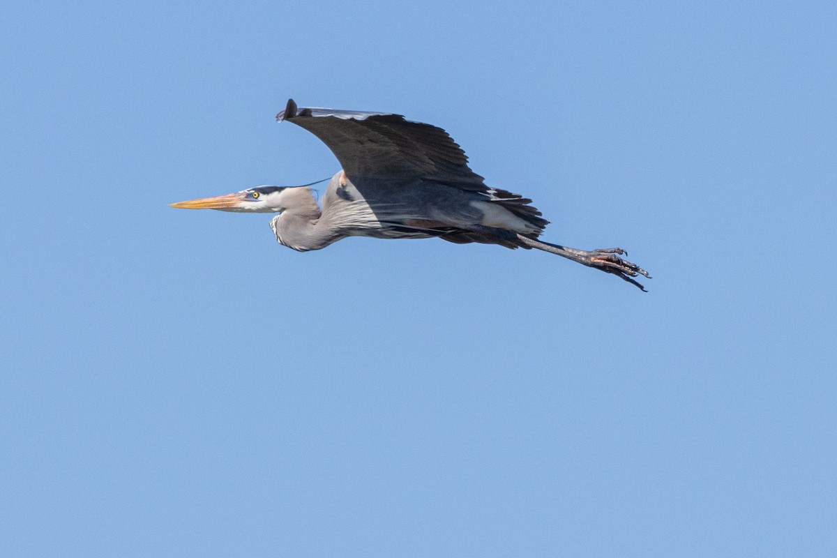 Great Blue Heron - Stephen Price