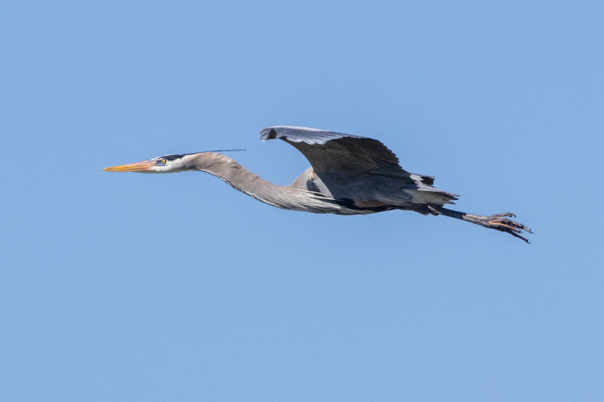 Great Blue Heron - ML615416706