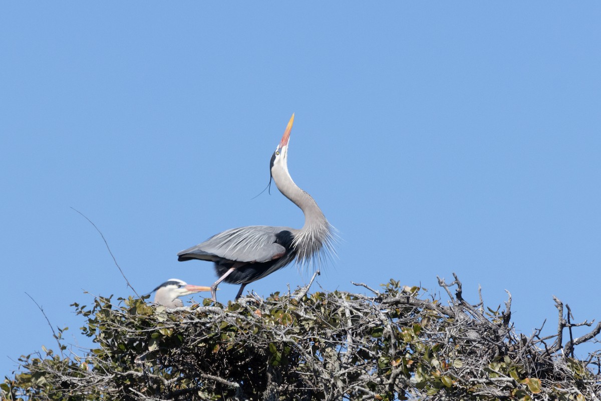 Great Blue Heron - Stephen Price