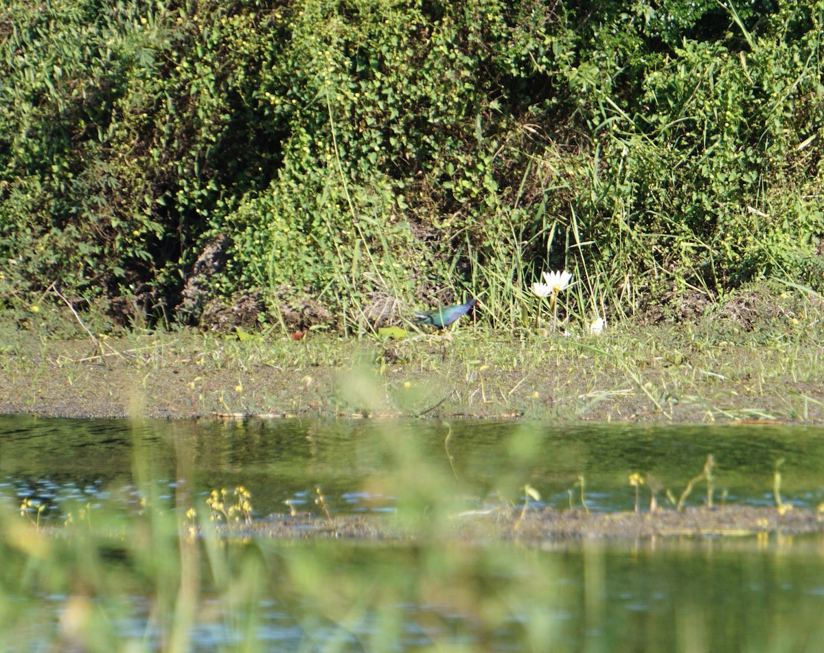 Purple Gallinule - Peter Sperber