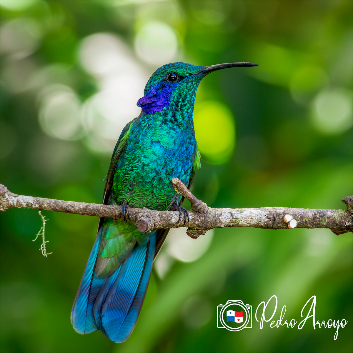 kolibřík modrouchý - ML615416743