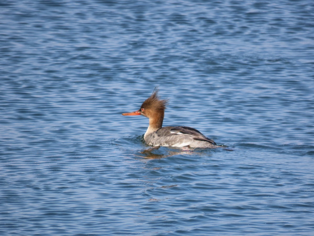 Red-breasted Merganser - ML615416744