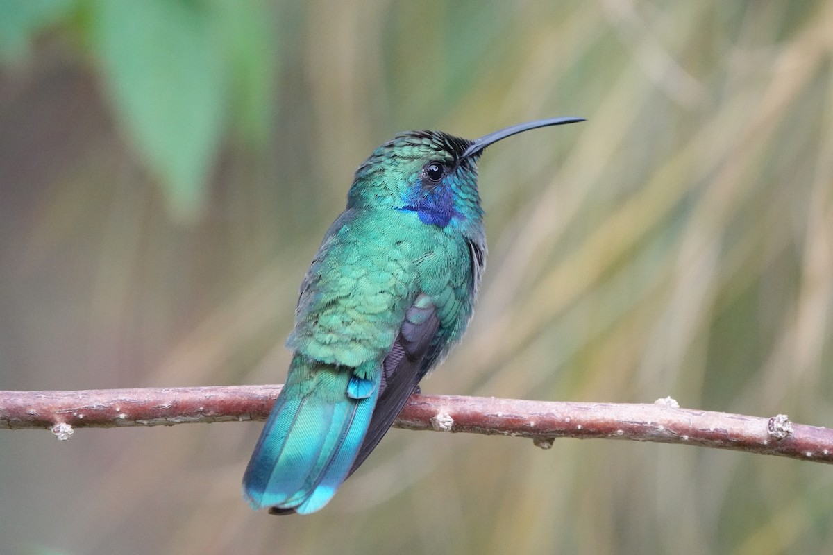 kolibřík modrouchý - ML615416749