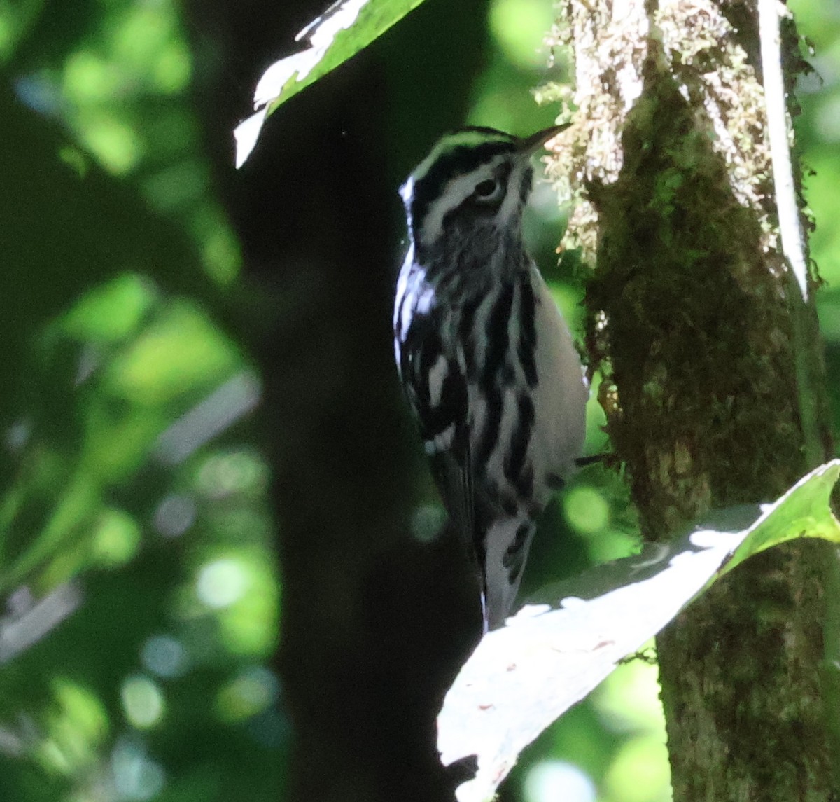 Black-and-white Warbler - ML615416768