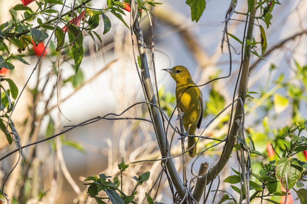 Hooded Oriole - ML615416771