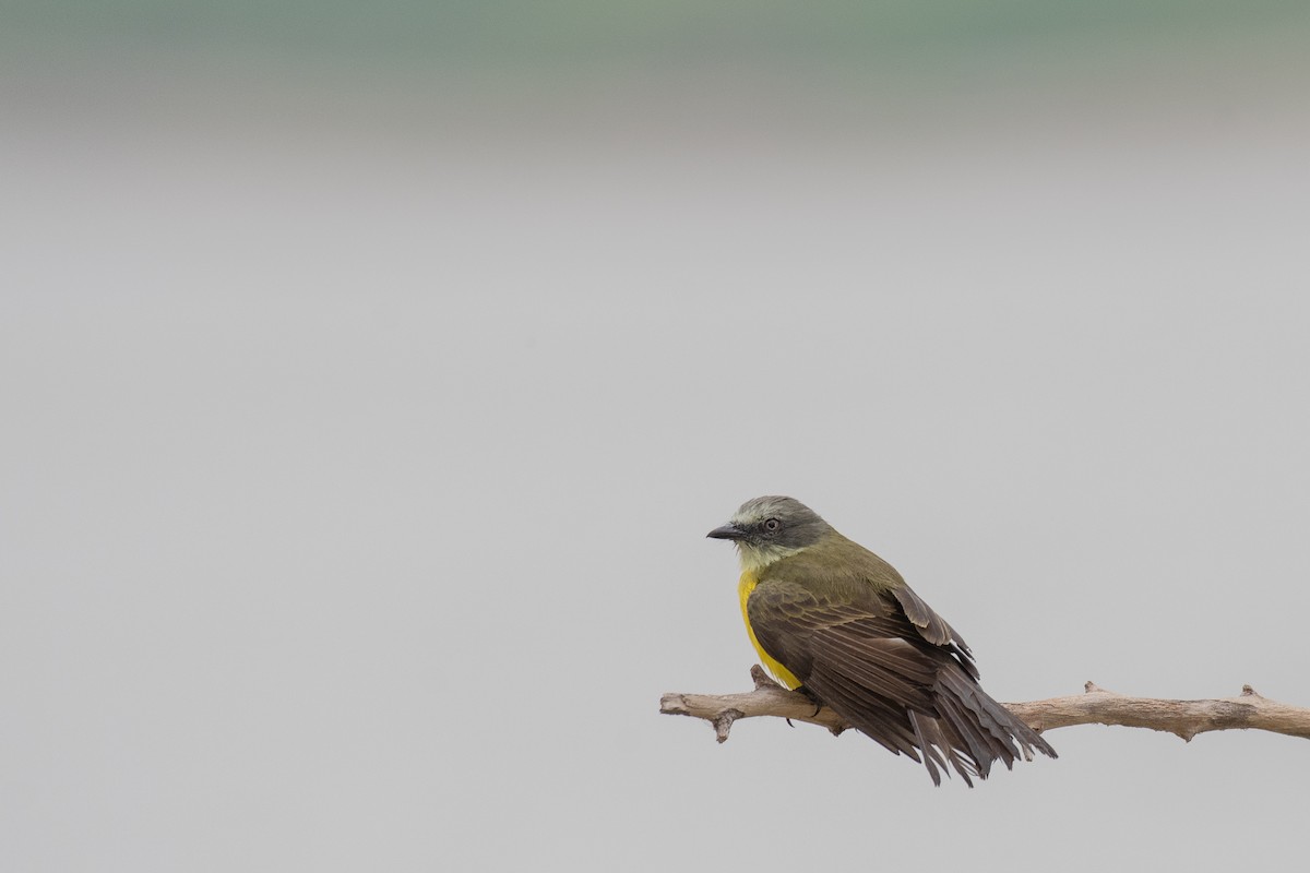 Gray-capped Flycatcher - ML615416957