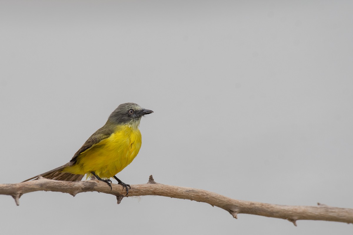 Gray-capped Flycatcher - ML615416958