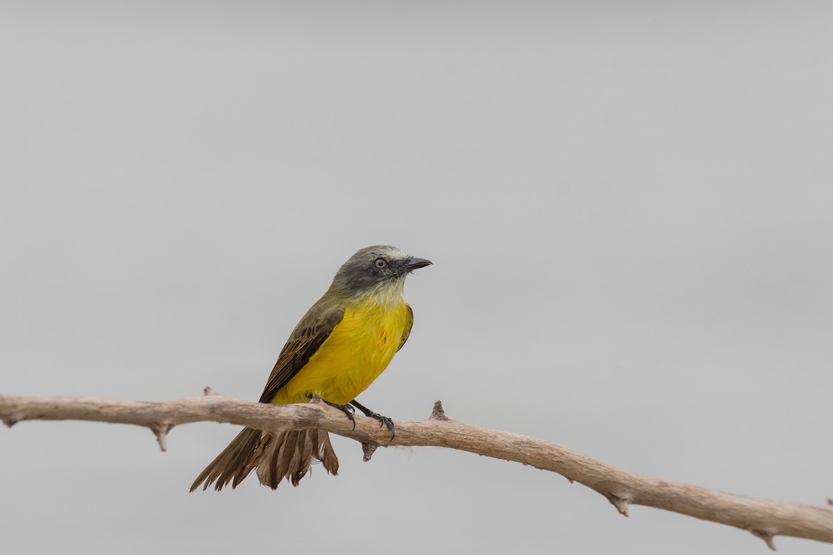 Gray-capped Flycatcher - ML615416966