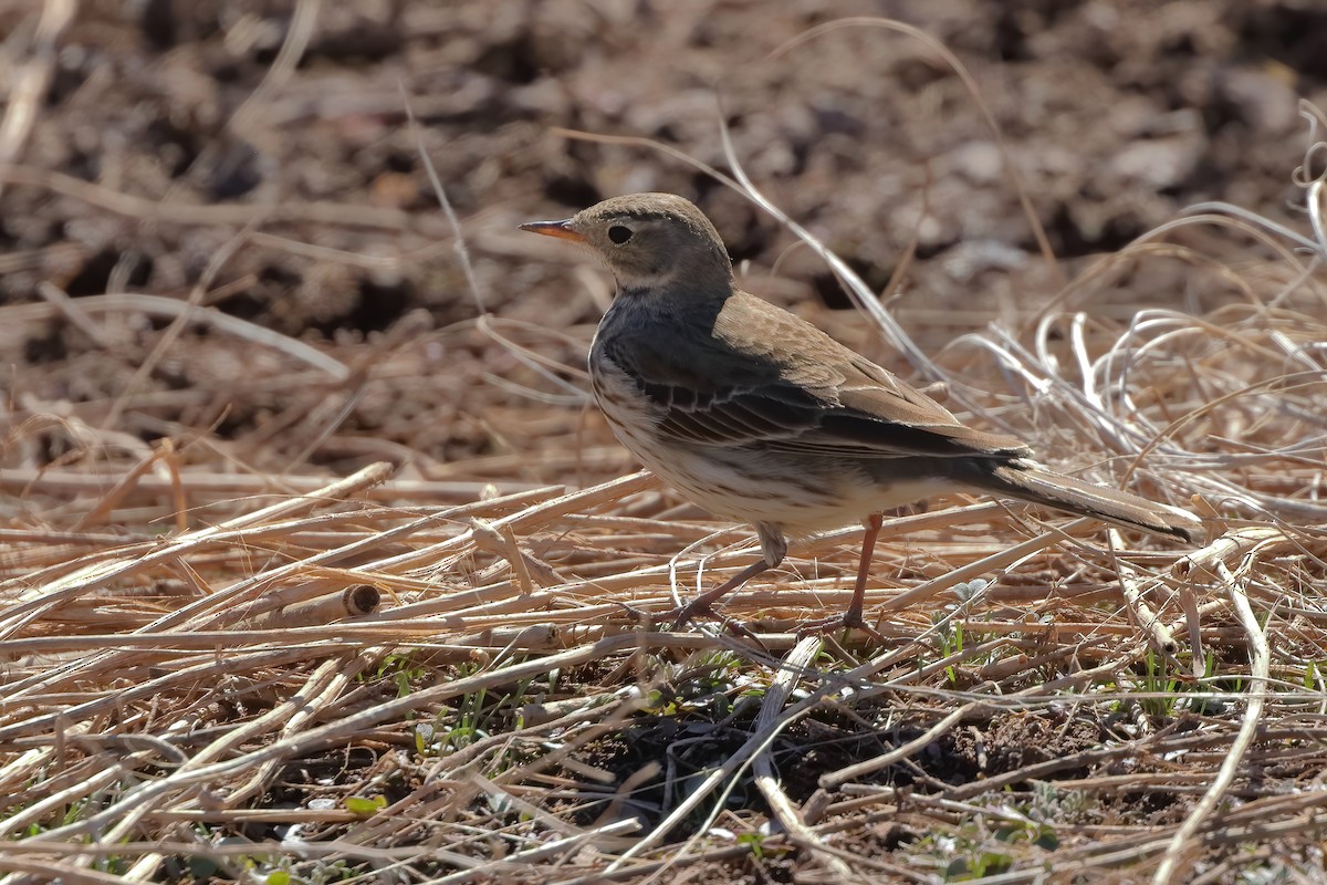 Pipit d'Amérique - ML615417006