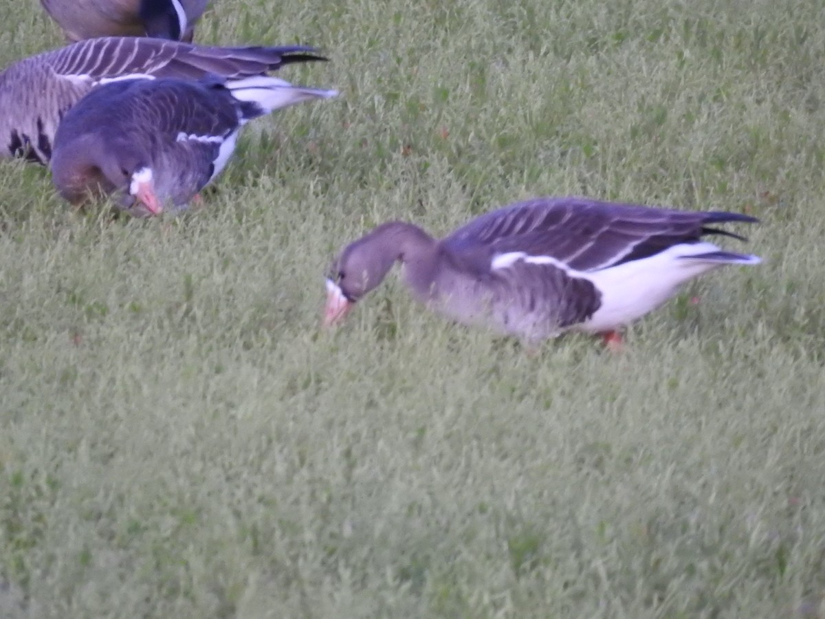 Greater White-fronted Goose - ML615417094