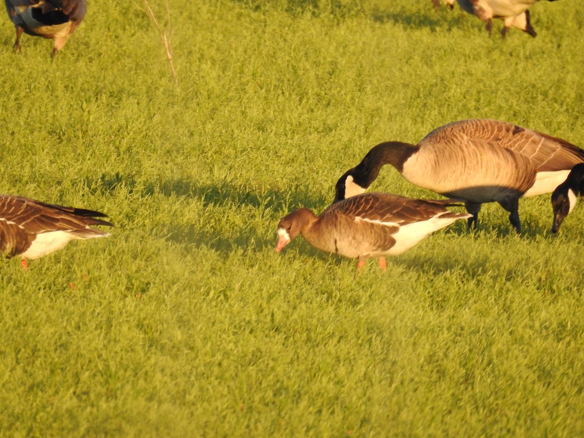 Greater White-fronted Goose - ML615417099