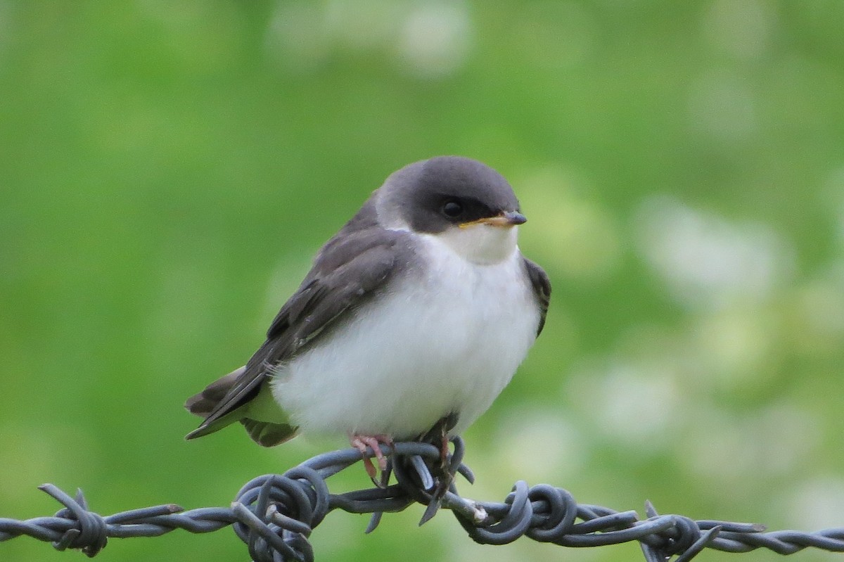 Tree Swallow - ML61541711