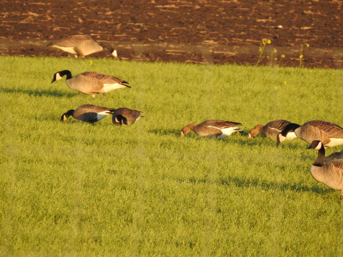 Greater White-fronted Goose - ML615417117