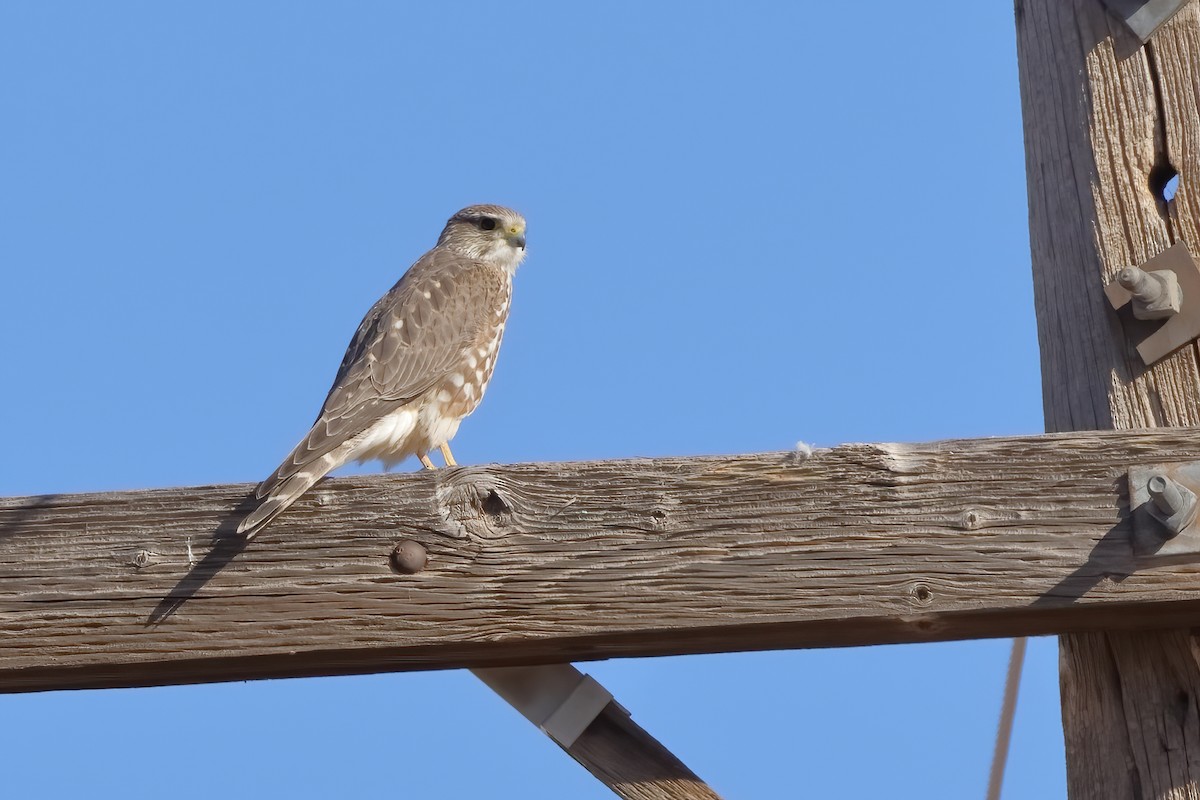 Merlin (Prairie) - ML615417183