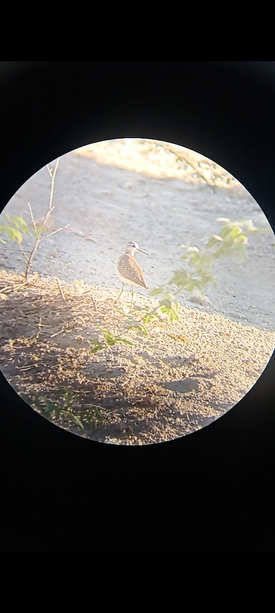 Wood Sandpiper - ML615417193