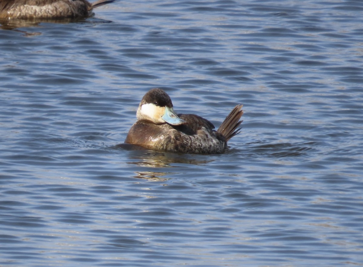 Ruddy Duck - ML615417200