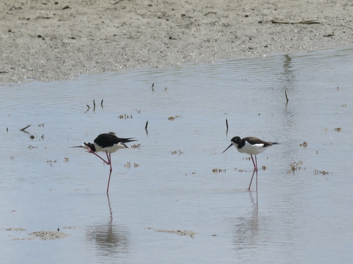 Black-necked Stilt (Hawaiian) - ron romano