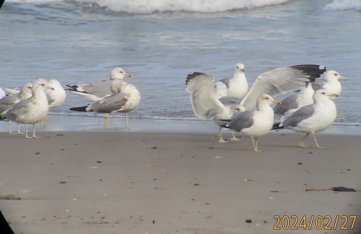 California Gull - ML615417214
