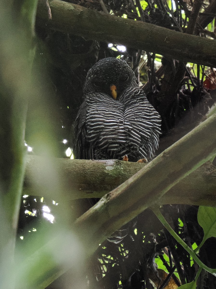 Black-banded Owl - ML615417255