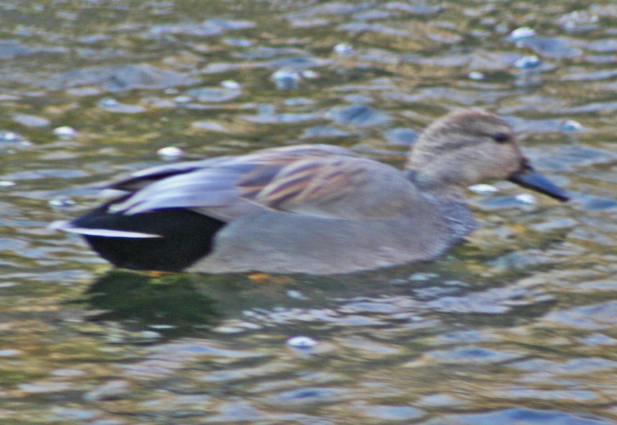 Gadwall - ML615417268