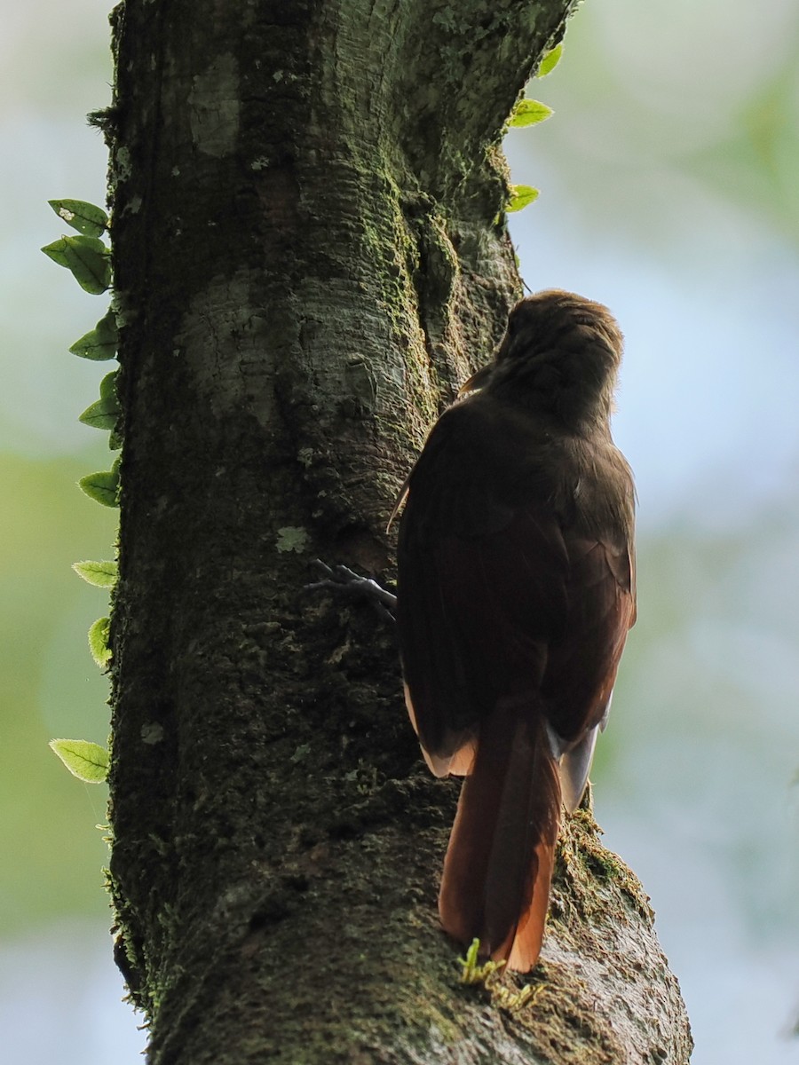 Plain-brown Woodcreeper - ML615417269