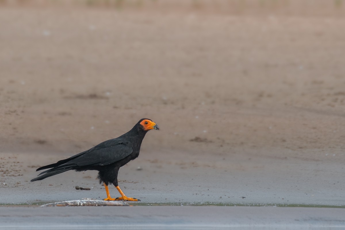 Black Caracara - ML615417279