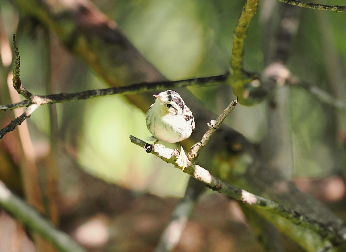 Black-and-white Warbler - Tonja Wight