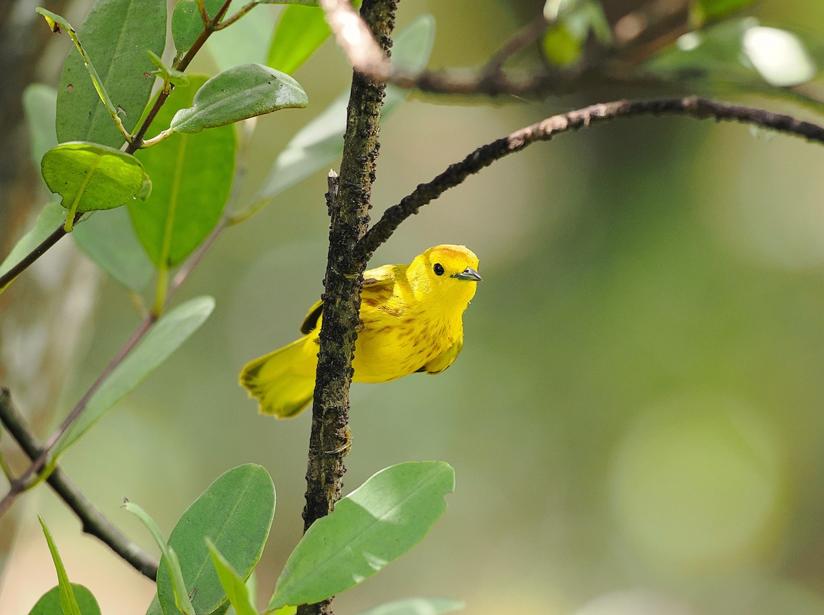 Yellow Warbler (Golden) - Tonja Wight