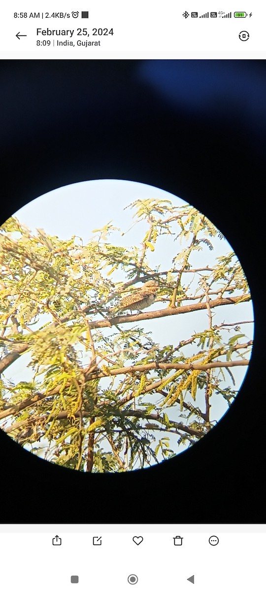 Eurasian Wryneck - ML615417308