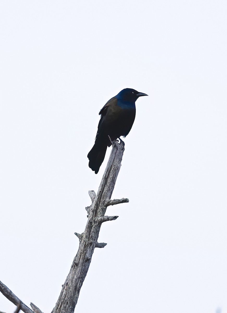 Common Grackle - Scott Sneed