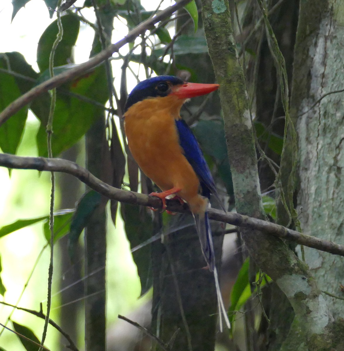 Buff-breasted Paradise-Kingfisher - ML615417394