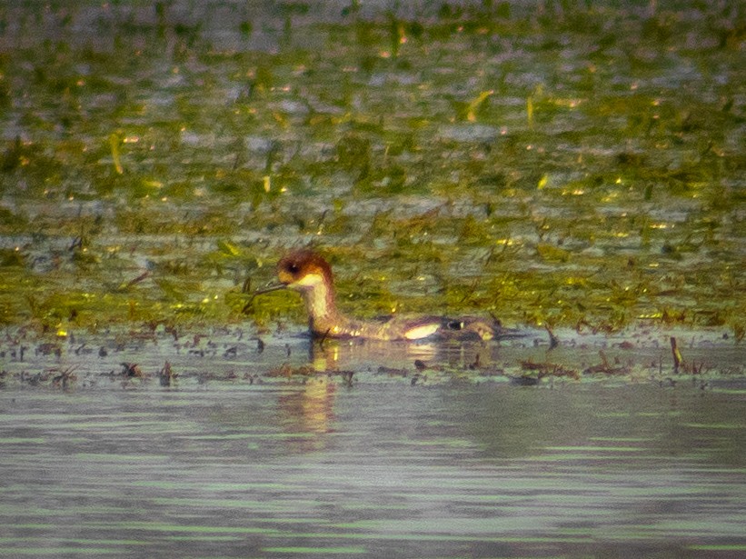 Smew - ML615417397