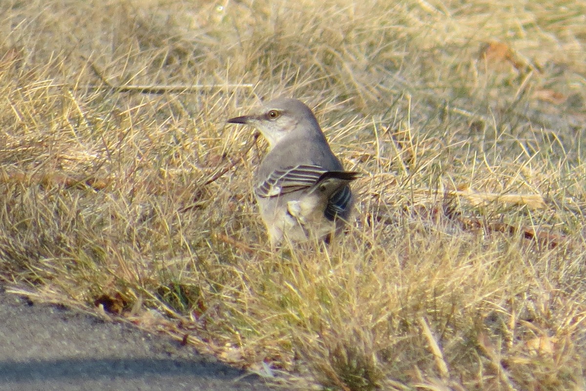 Northern Mockingbird - ML615417519