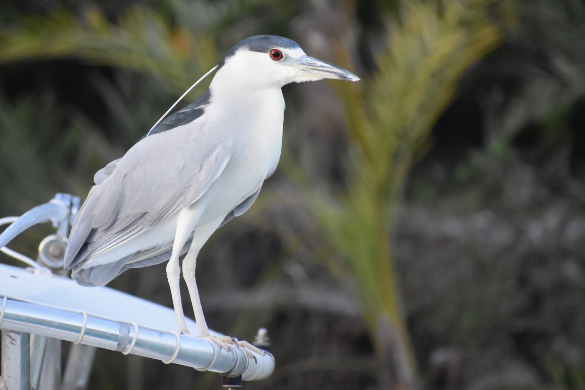 Ногоовор зашин - ML615417526