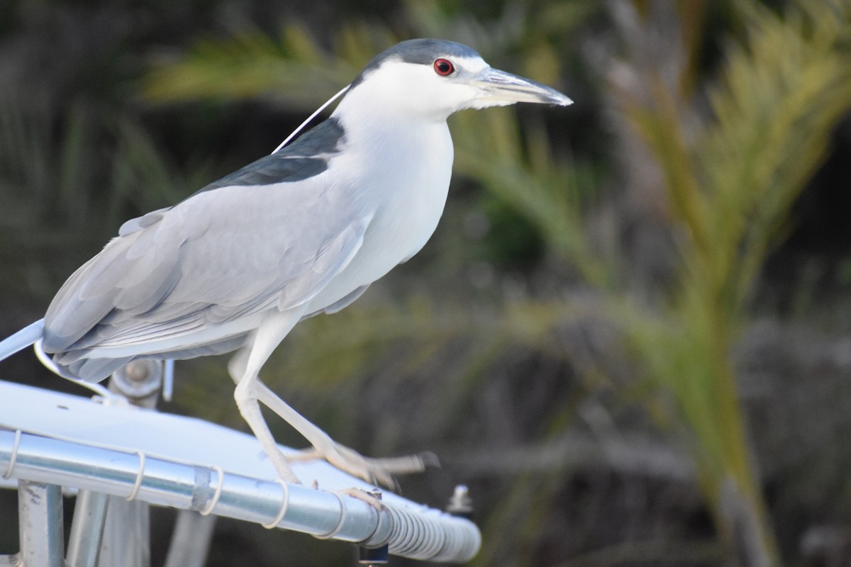 Ногоовор зашин - ML615417527