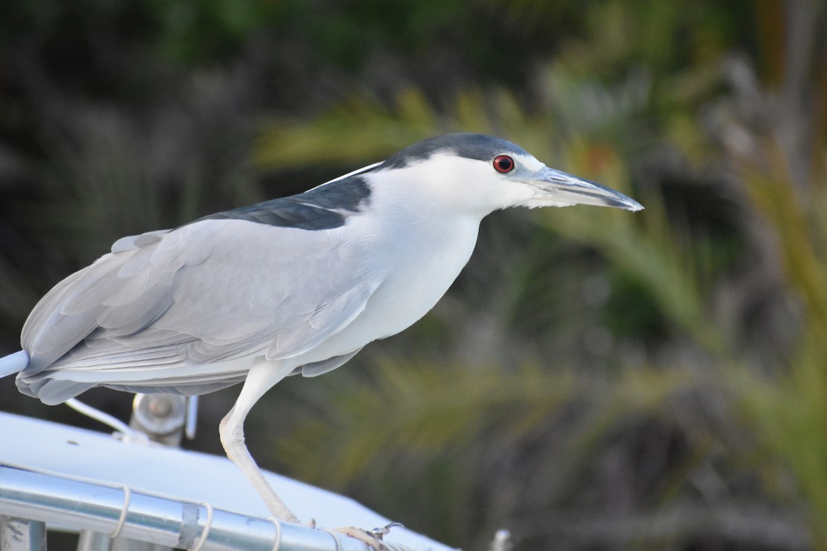 Ногоовор зашин - ML615417528