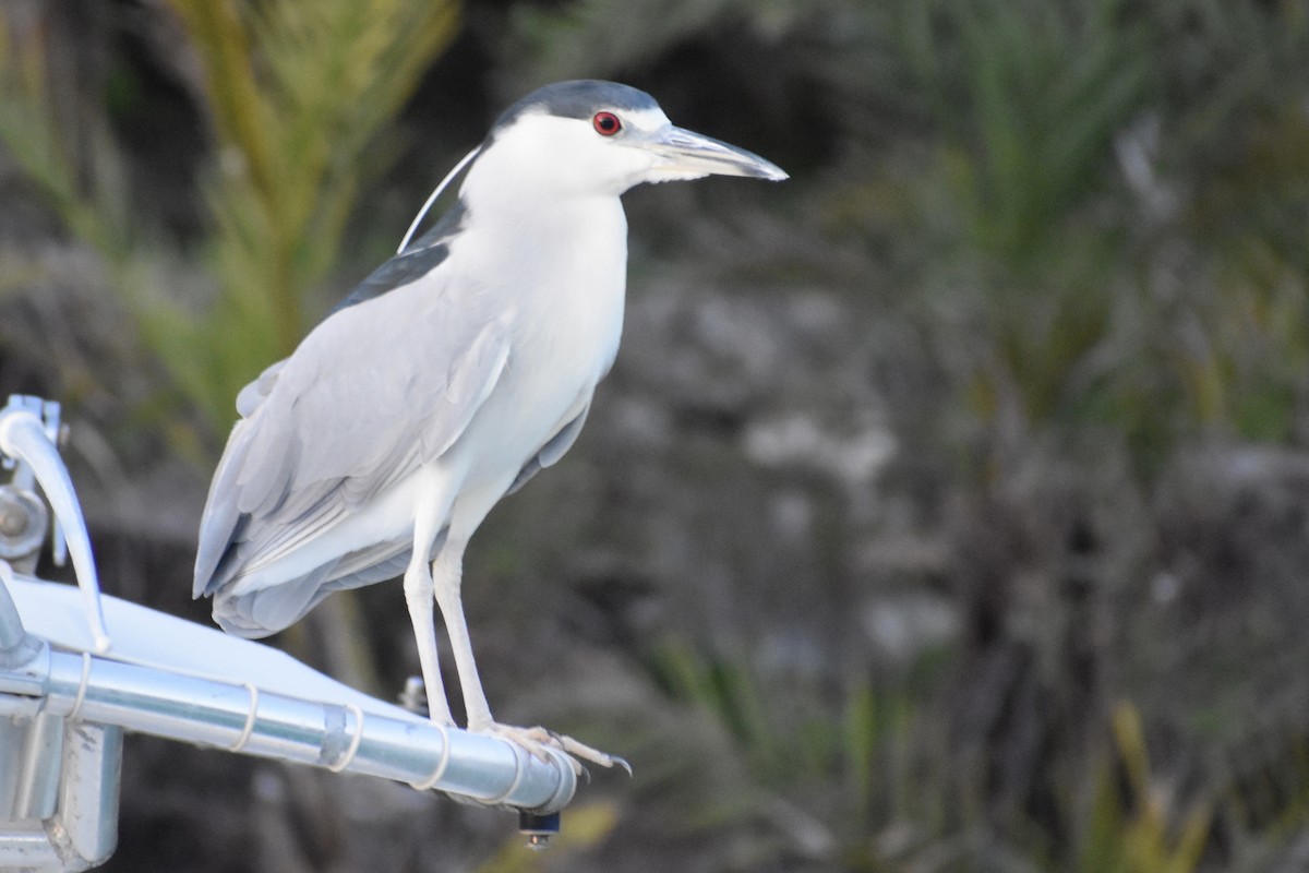 Ногоовор зашин - ML615417529