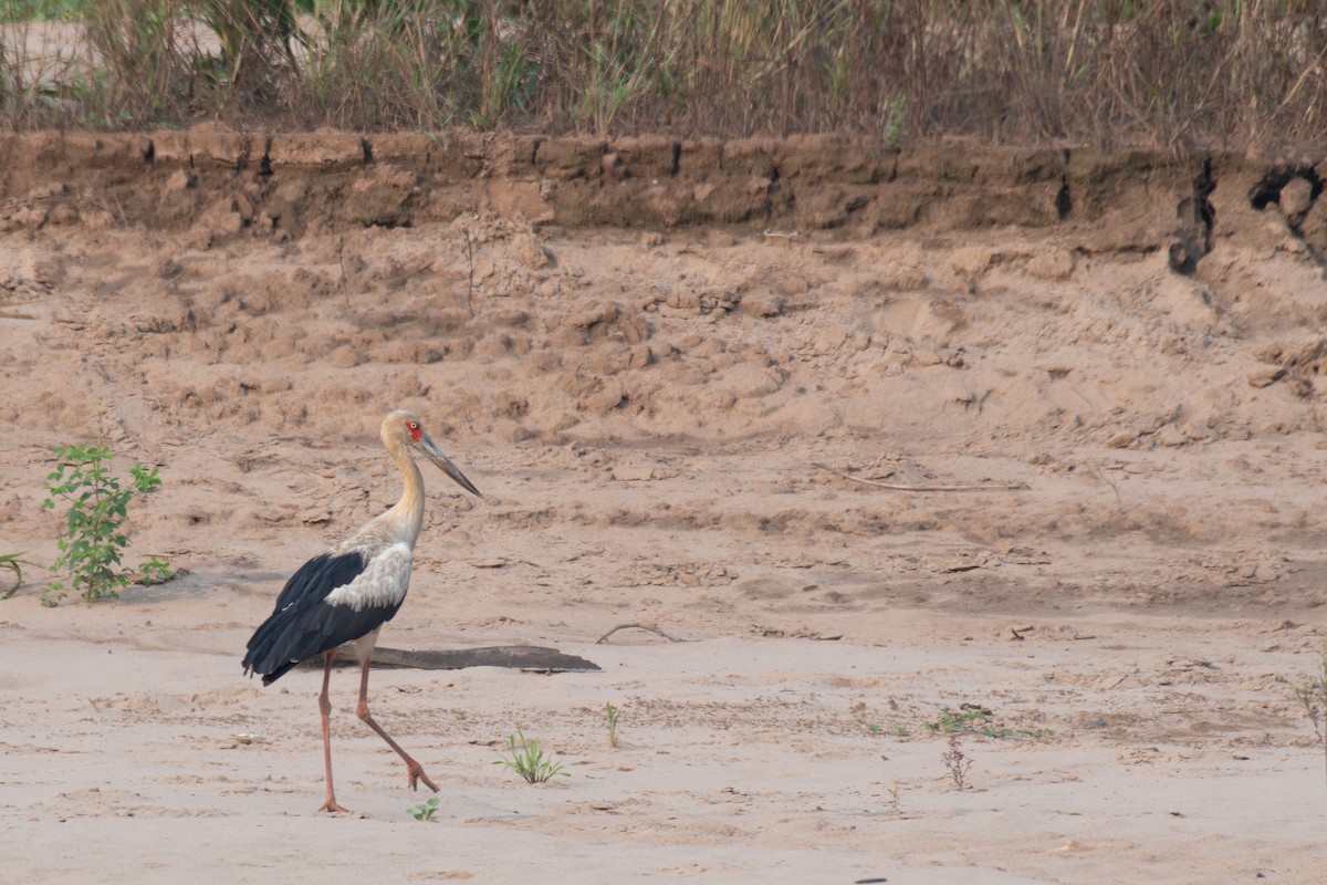 Maguari Stork - ML615417557