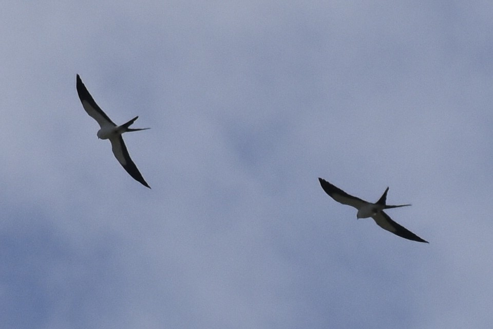Swallow-tailed Kite - Luke Foster