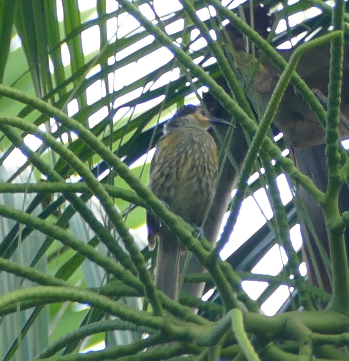 Macleay's Honeyeater - ML615417628