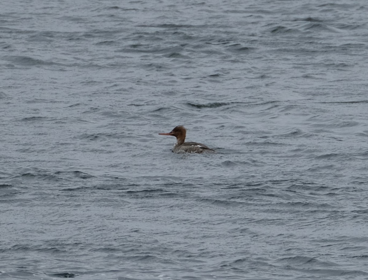 Red-breasted Merganser - ML615417651