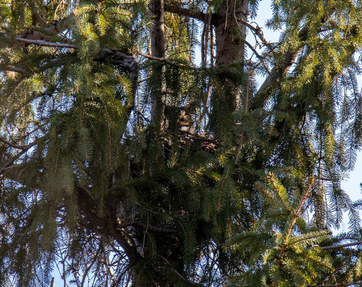 Great Horned Owl - ML615417654